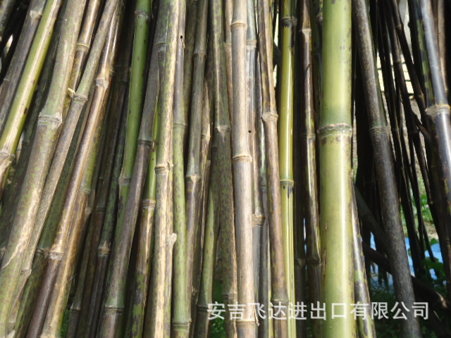 圣佳艺文志 与蒹葭共舞